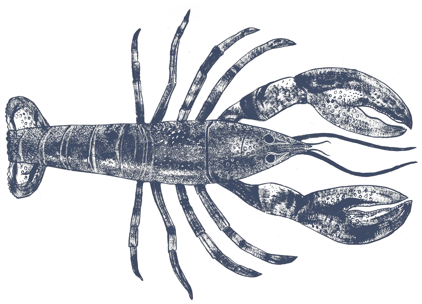 Live Whole Lobster Png