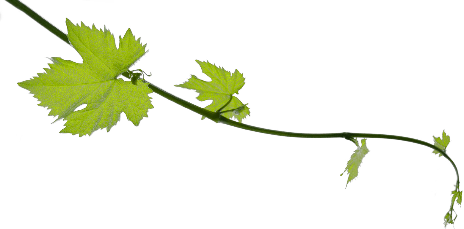 Grape Vine Png 3 Image Grape Vine Png Transparent Vine Png
