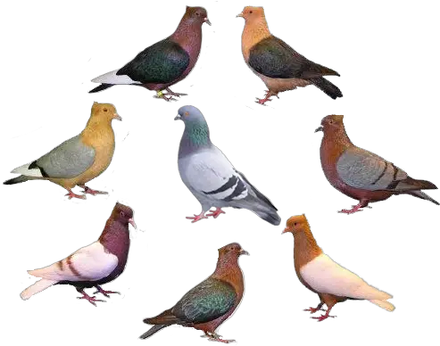 Pigeons Ferrebeekeeper Varieties Of Pigeon Png Pigeon Png