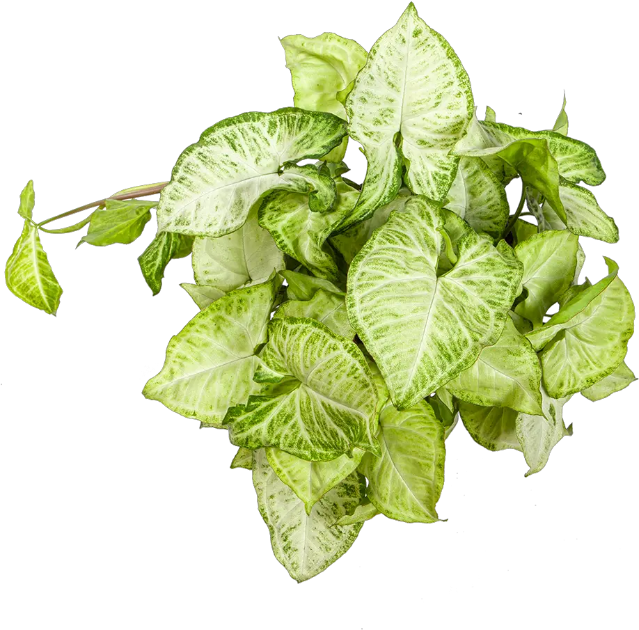 Buy Syngonium White Butterfly Direct From The Greenhouse Syngonium Png Vine Transparent