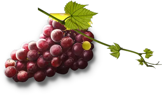 Grape Png Image Free Picture Download Grape Grapes Png