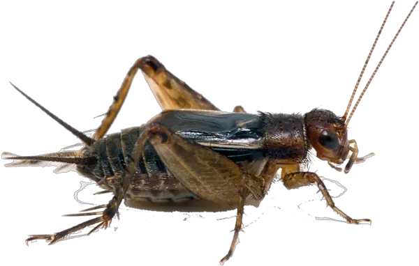 Bugs Cricket Transparent Png Clipart Katydid Bugs Png