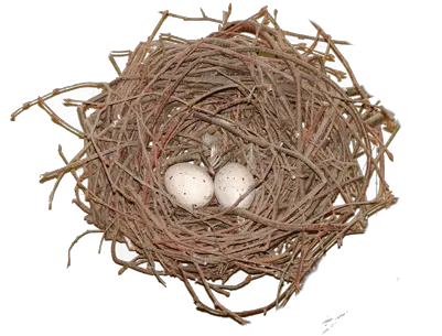 Nest Png Nest Nest Png