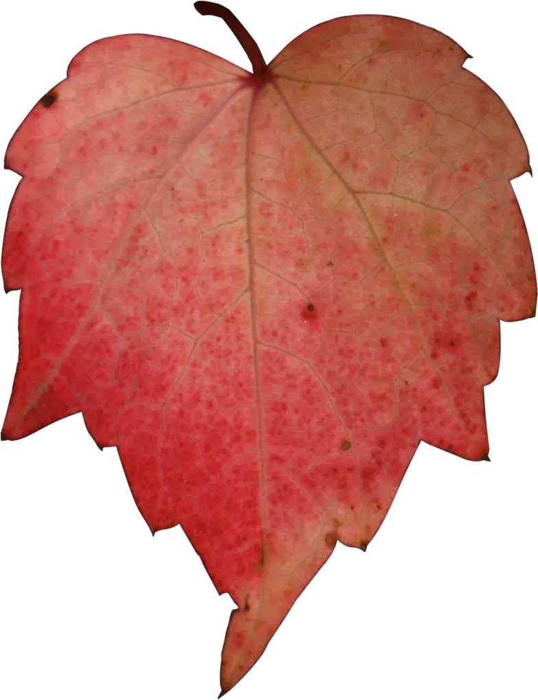 Download Hd Stock Red Leave Png By Nexu Tree Paper Icon Png Leave Png