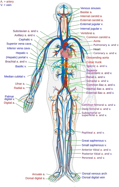 Scholars Online Biology The Circulatory System Circulatory System Png Blood Circulation Icon