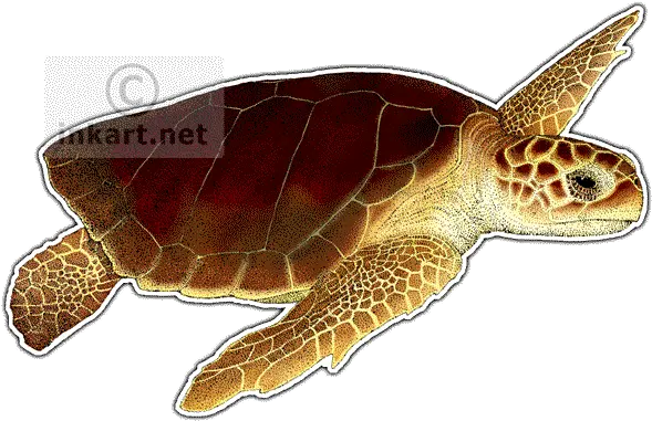 Download Turtlepngtransparentimagestransparent Png Sea Turtle Png
