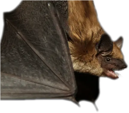Alberta Community Bat Program Big Brown Bat Png Bat Transparent Background