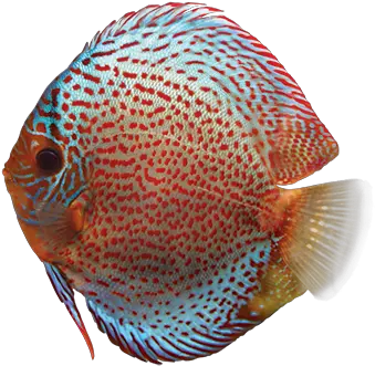 Discus Care Sheet Discus Fish Png Tropical Fish Png