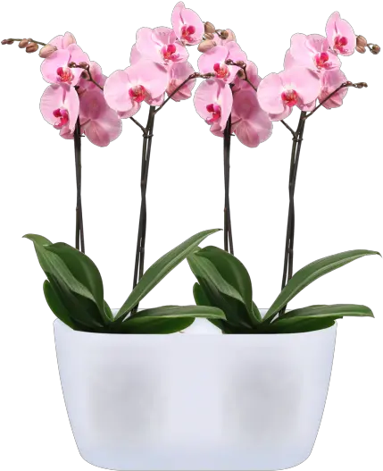 Duo Indoor Flower Pot Transparent Png Orchid Png