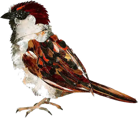 Sparrow Png Free Download