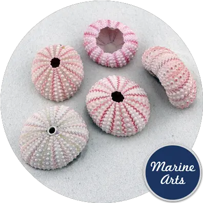 Sea Urchin Pink Marine Arts Wholesale Shells Soft Png Sea Urchin Png