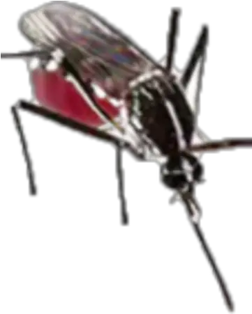 Mosquito Peteru0027s Halal Adventure Wiki Fandom House Fly Png Mosquito Png