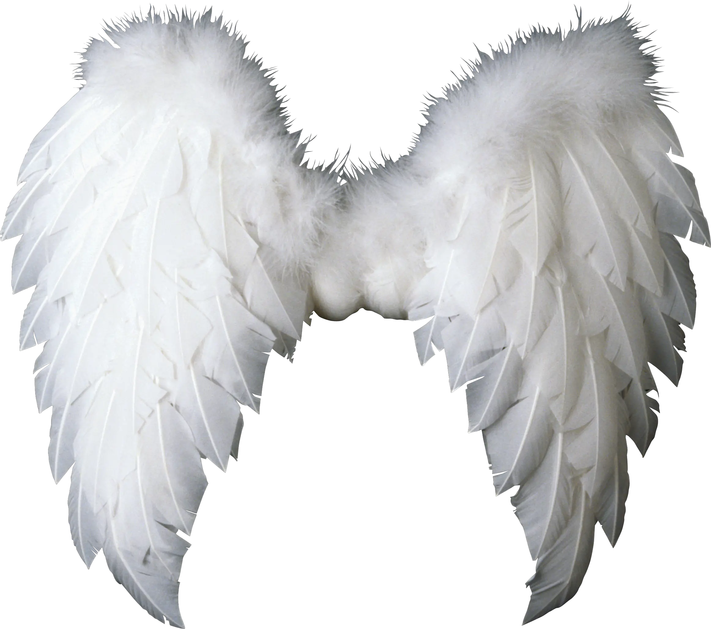White Wings Png Image Purepng Free Transparent Cc0 Png Angel Wings Transparent Background Wing Png