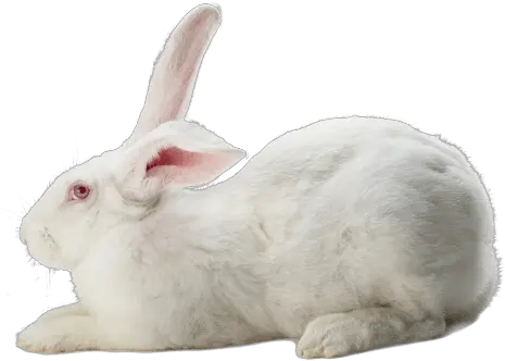 Our Products Hypharm Lapin Race Hyla Png Rabbit Is Displaying User Icon Over Half The Screen?