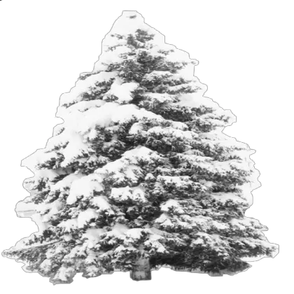 Snow Tree Transparent Roblox Transparent Pine Tree Snow Png Transparent Snow