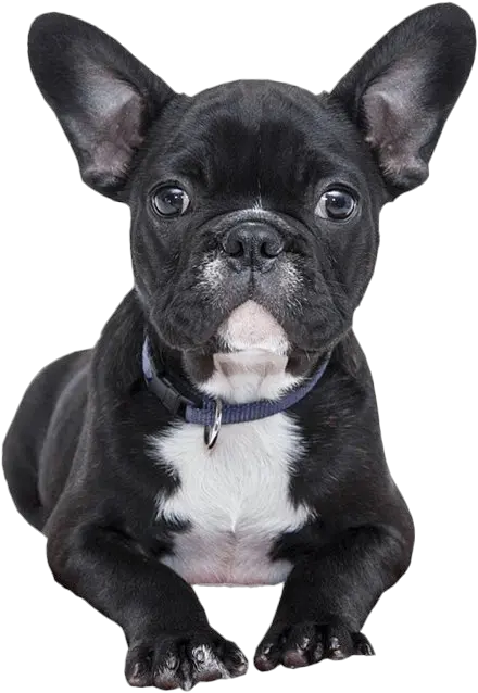 Black French Bulldog French Bulldog Transparent Background Png Bulldog Png