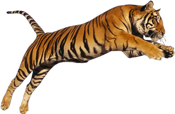 Tiger Png Image Jump Running Tiger Png Jump Png