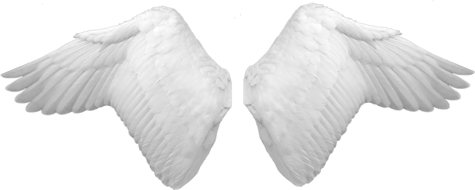 Download White Wings Png Image For Free Angel Wings Psd Wing Png
