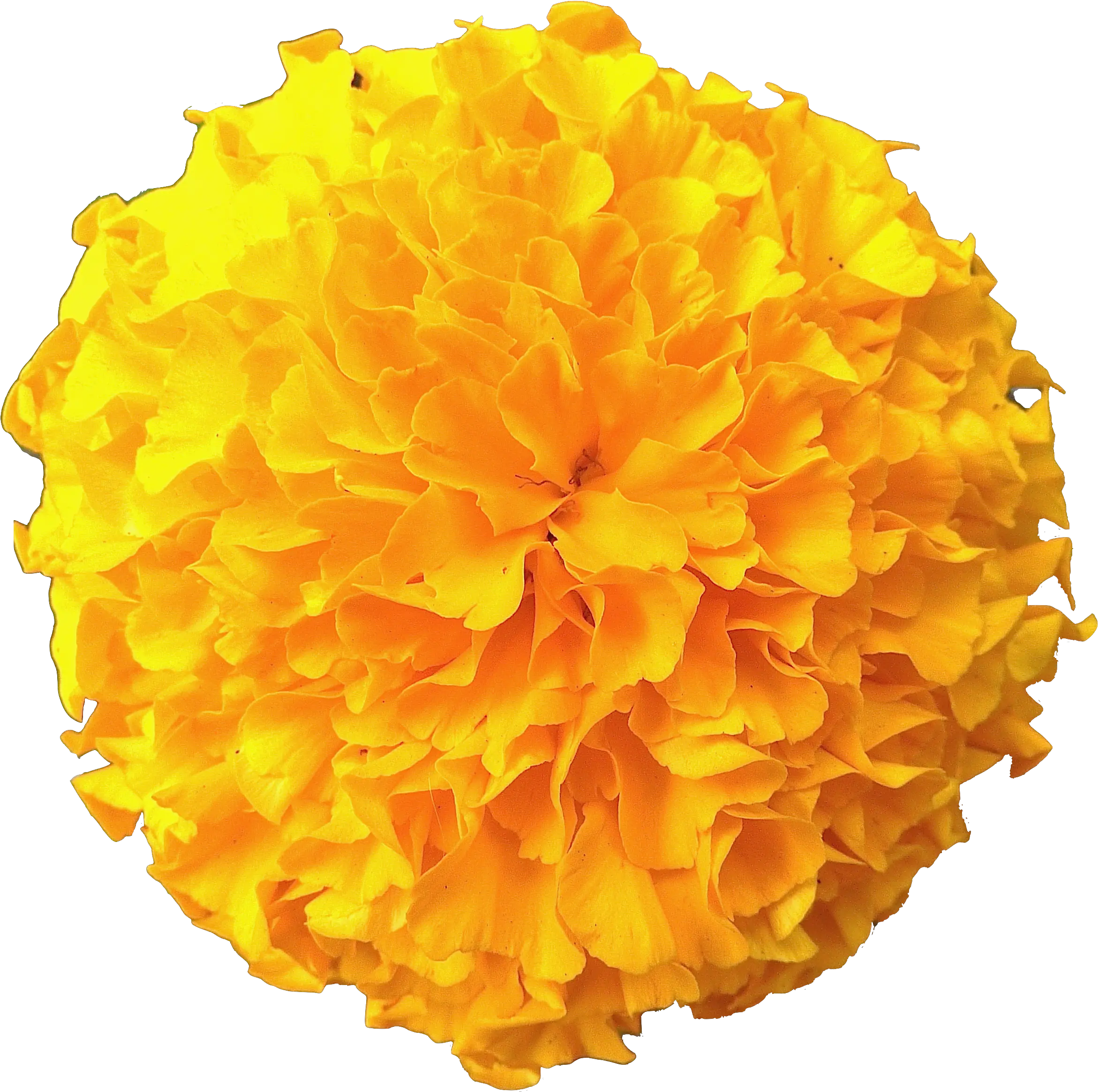 Marigold Flowers Background Marigold Flower Transparent Png Marigold Transparent