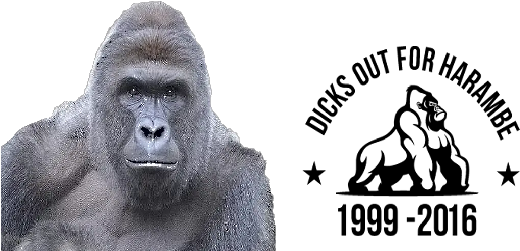 Download Hd Filter Killing Of Harambe Png Harambe Transparent