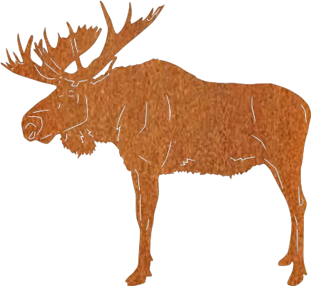 Moose Elk Png Moose Png