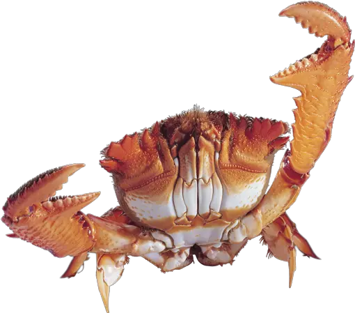 Crab Png Png Crab Transparent Background