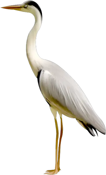 Transparent Crane Bird Png Bird Crane Crane Bird Png