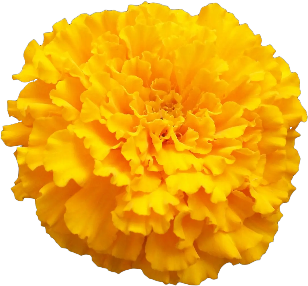 Transparent Marigold Flower Png