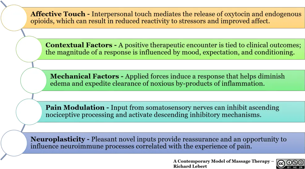 Download Hd Mechanism Of Action 8 Spinal Cord Transparent Screenshot Png Cord Png