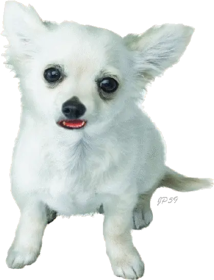 13543 Nintendogs Png Transparent Dog Gif