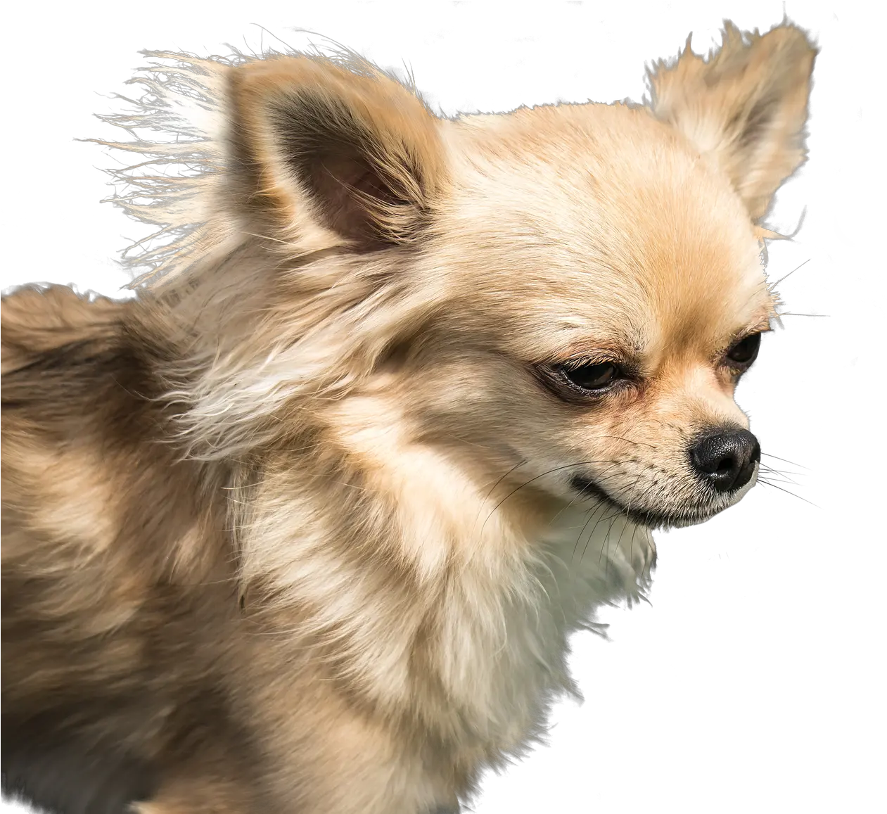Dog Chihuahua Exemption De Chiwawa Png Chihuahua Png
