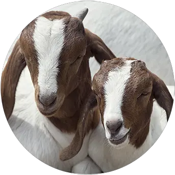 Sheep U0026 Goat Feed Heartland Feeds Much Are Goats Worth Png Goat Icon Png