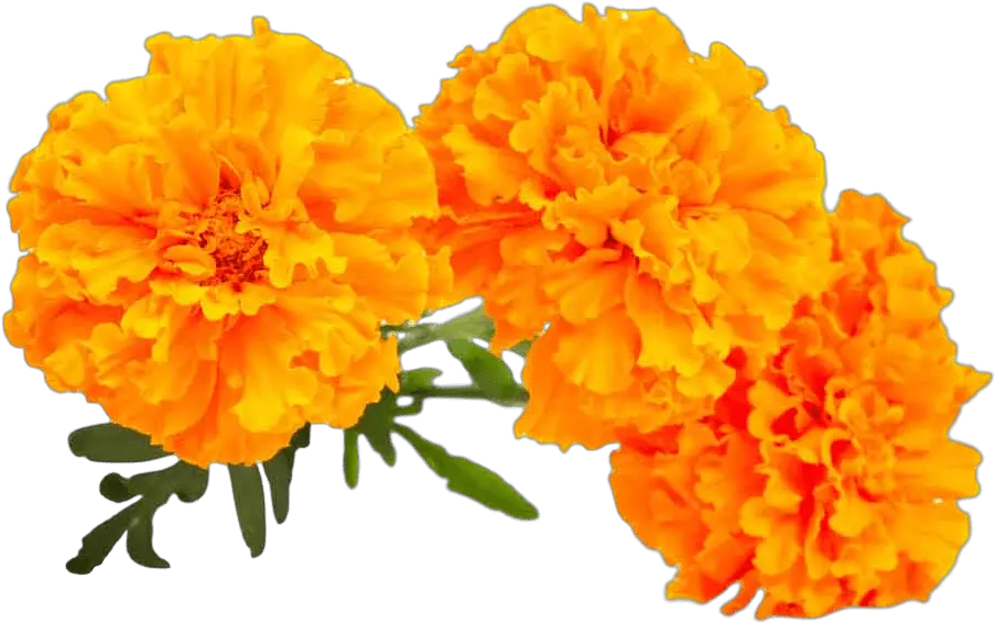 Clip Art Library Transparent Background Marigold Clipart Png Marigold Png