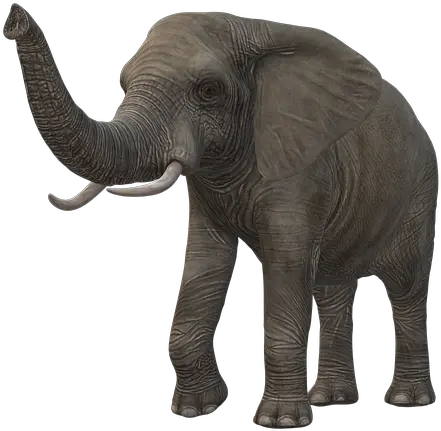 Free Photo Tusks Elephant Icon Trunk Norsu Png Burning Bush Icon