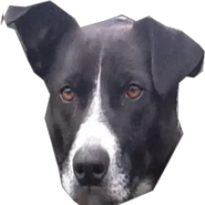Free Png Images Dlpngcom Dog Head Transparent Background Dog Head Png