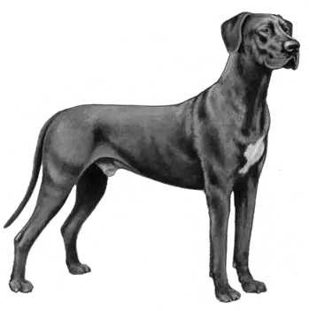 Great Dane Danes Png Great Dane Png