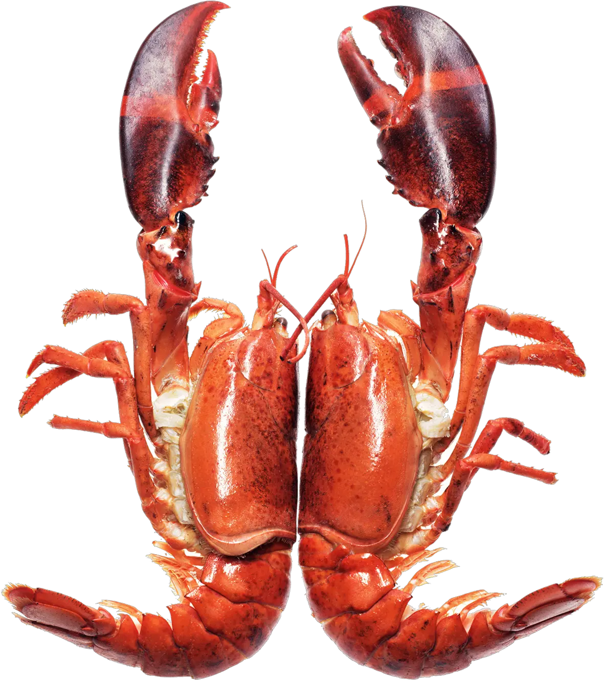 Crayfish Lobster Png Download Original Size Png Image Seafood Lobster Png