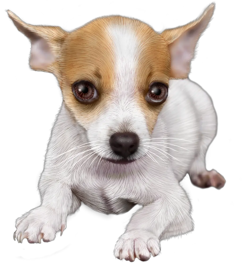 Download Chihuahua Sticker Chihuahua Toy Fox Terrier Png Chihuahua Png