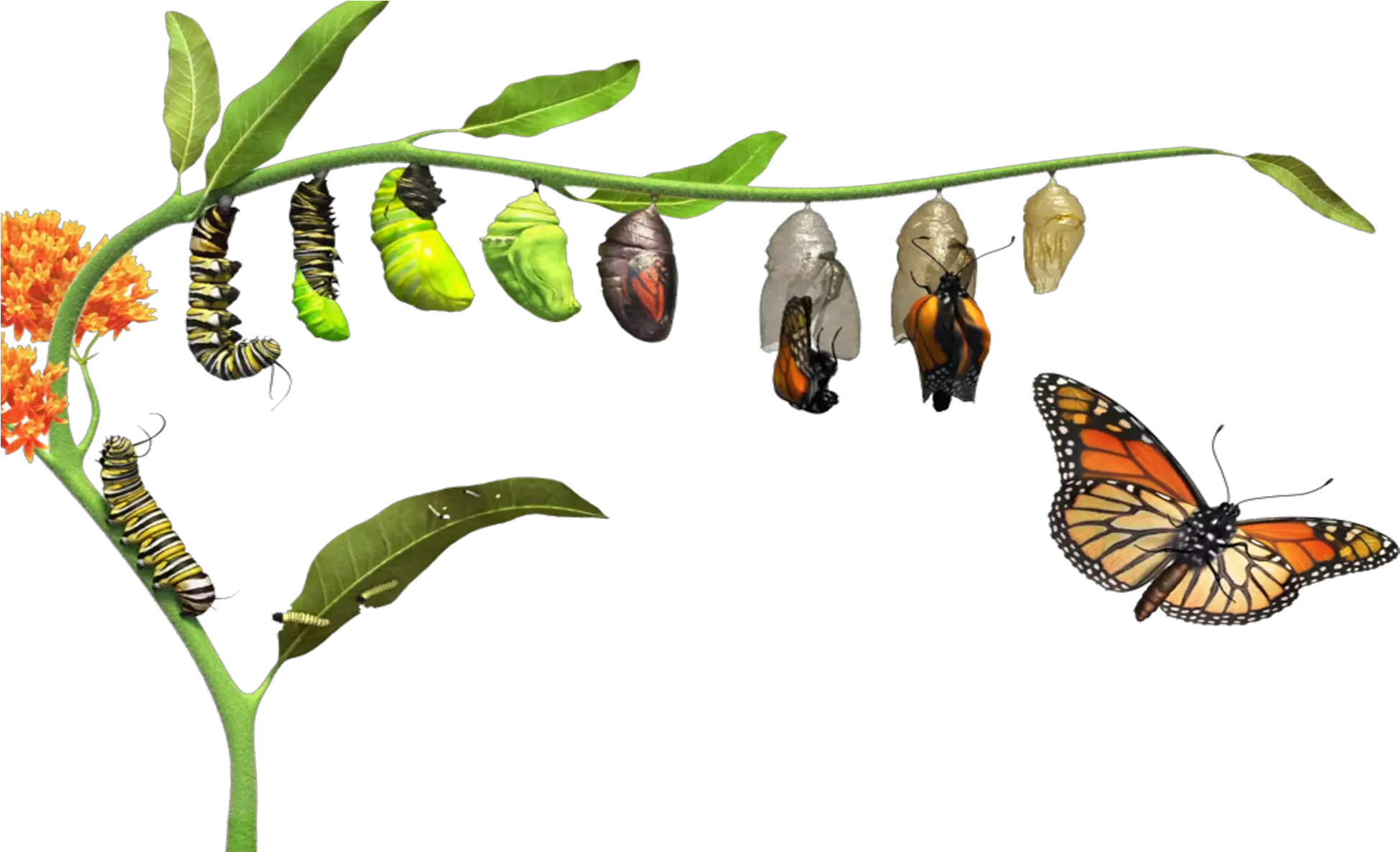 Download Hd Butterfly Life Cycle Butterfly Life Cycle Png Evolution Of A Butterfly Cycle Png