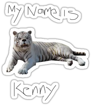 Kennet The Tiger Kenny The Tiger Tiger W Down Syndrome Png Tiger Transparent