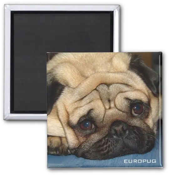 Zazzle Euro Pug Face Cosmetic Pug Png Pug Face Png