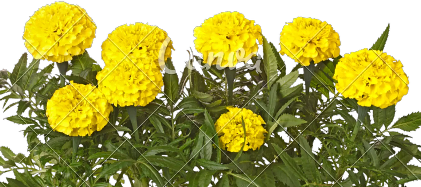 Yellow Marigold Flowers And Leaves Yellow Colour Marigold Flower Png Marigold Png