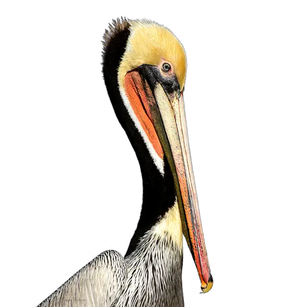 Pelican Products Beak Neck Animal Others Png Download Brown Pelican Pelican Png