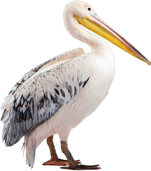 Pelican Beak Fauna Wildlife Png