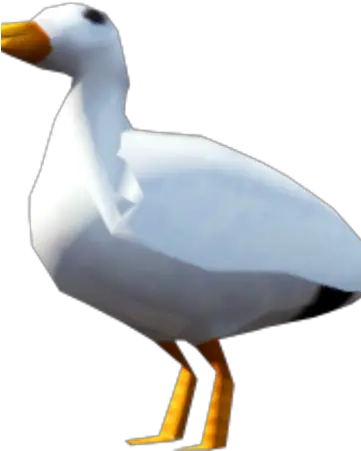 Seagull Deep Sea Fishing Runescape Wiki Fandom Duck Png Seagull Png