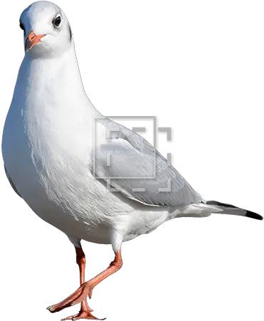 Seagull Kind Of Bird Immediate Entourage Bird Png Cut Out Seagull Png