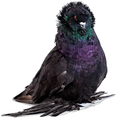 Pigeon Museum The American United States Rook Png Pigeon Png