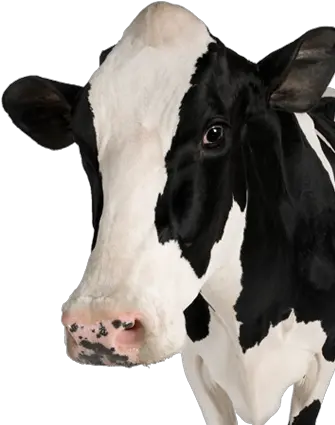 Download Free Png Background Cowtransparent Dlpngcom Read To Feed Heifer Cow Transparent