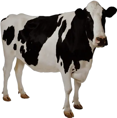 Transparent Cow Free Download Cow Transparent Background Png Transparent Backgrounds