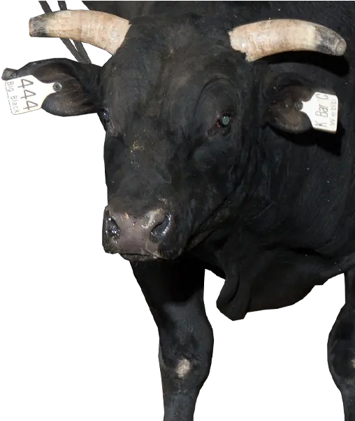 Pbr Bull Big Black Pbr Bull Big Black Png Black Bulls Logo